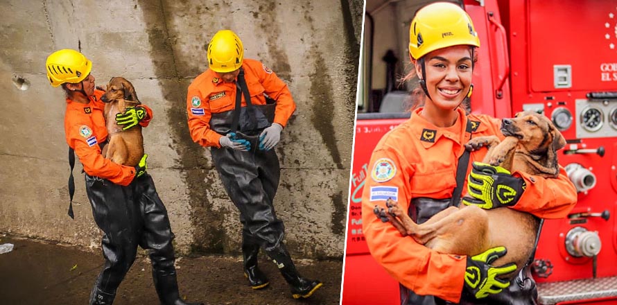 Bomberos realizan heroico rescate de un perrito que cayó en una ...