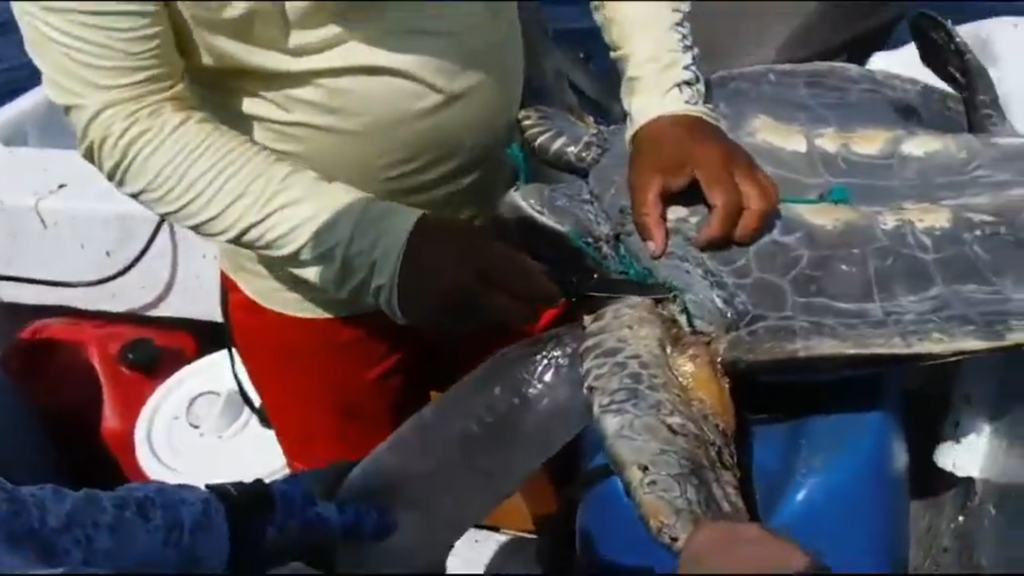 liberan-a-tortuga-marina-atrapada-en-red-de-pesca-artesanal-el-blog
